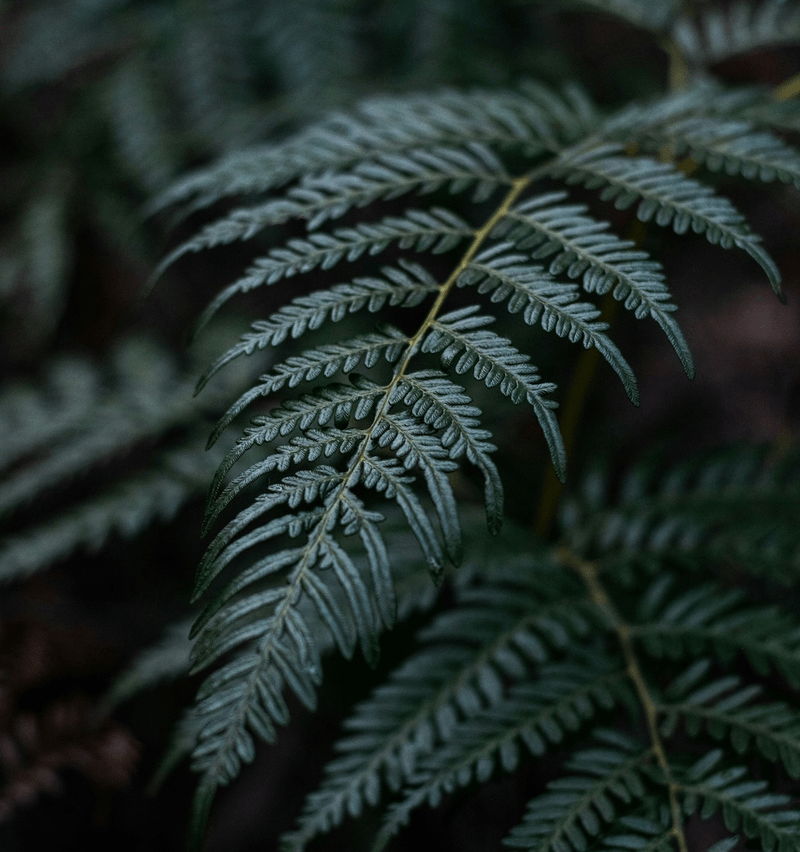 指著蕨菜的手